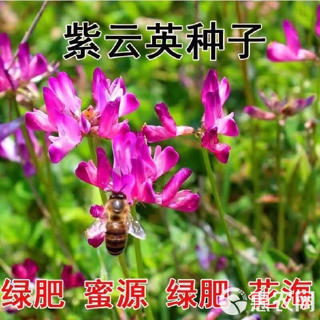 紫云英种子红花草籽种固氮果园绿肥种子养蜂蜜源饲用种子牧草种子