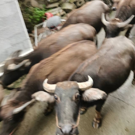 罗城县牛