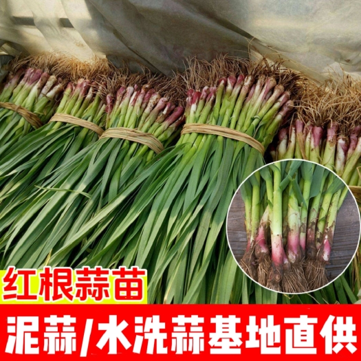 红根蒜苗优质红根蒜苗泥蒜水洗蒜掐尖按需供应 产地一手直供