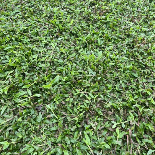 清远绿化草批发