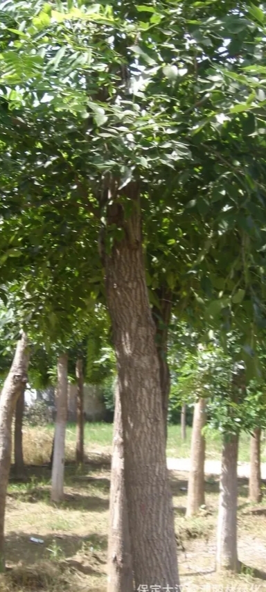 十年的白蜡树，直径14.5厘米