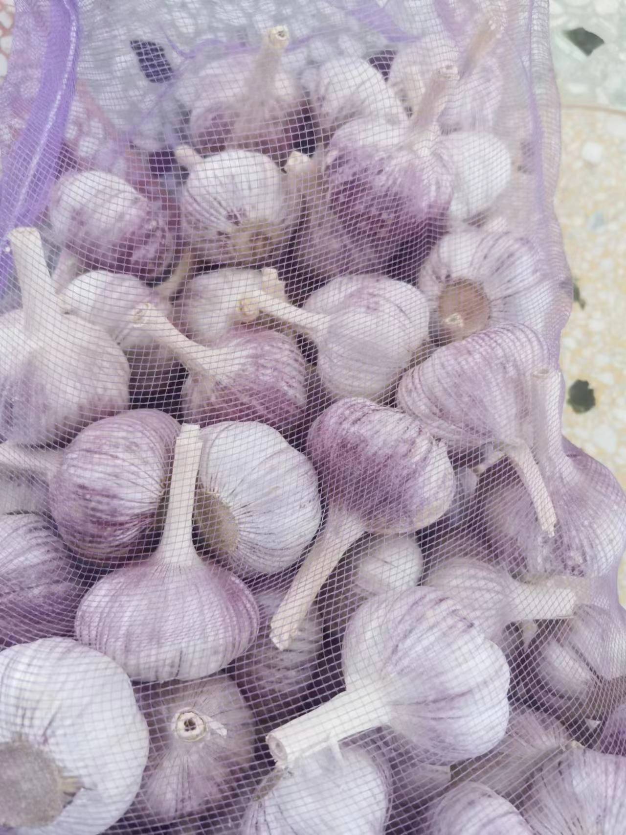 精品大蒜 紫皮大蒜  电商直供  代发全国市场  产地直发