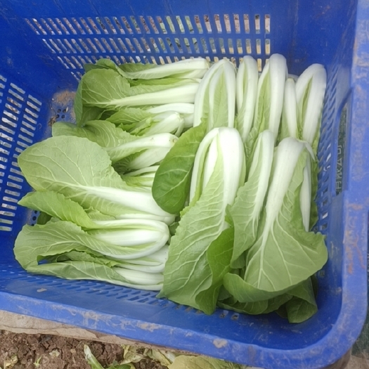 武汉毛白菜