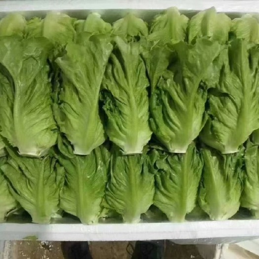 邯郸意大利生菜