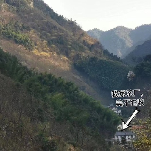 杭州新茶