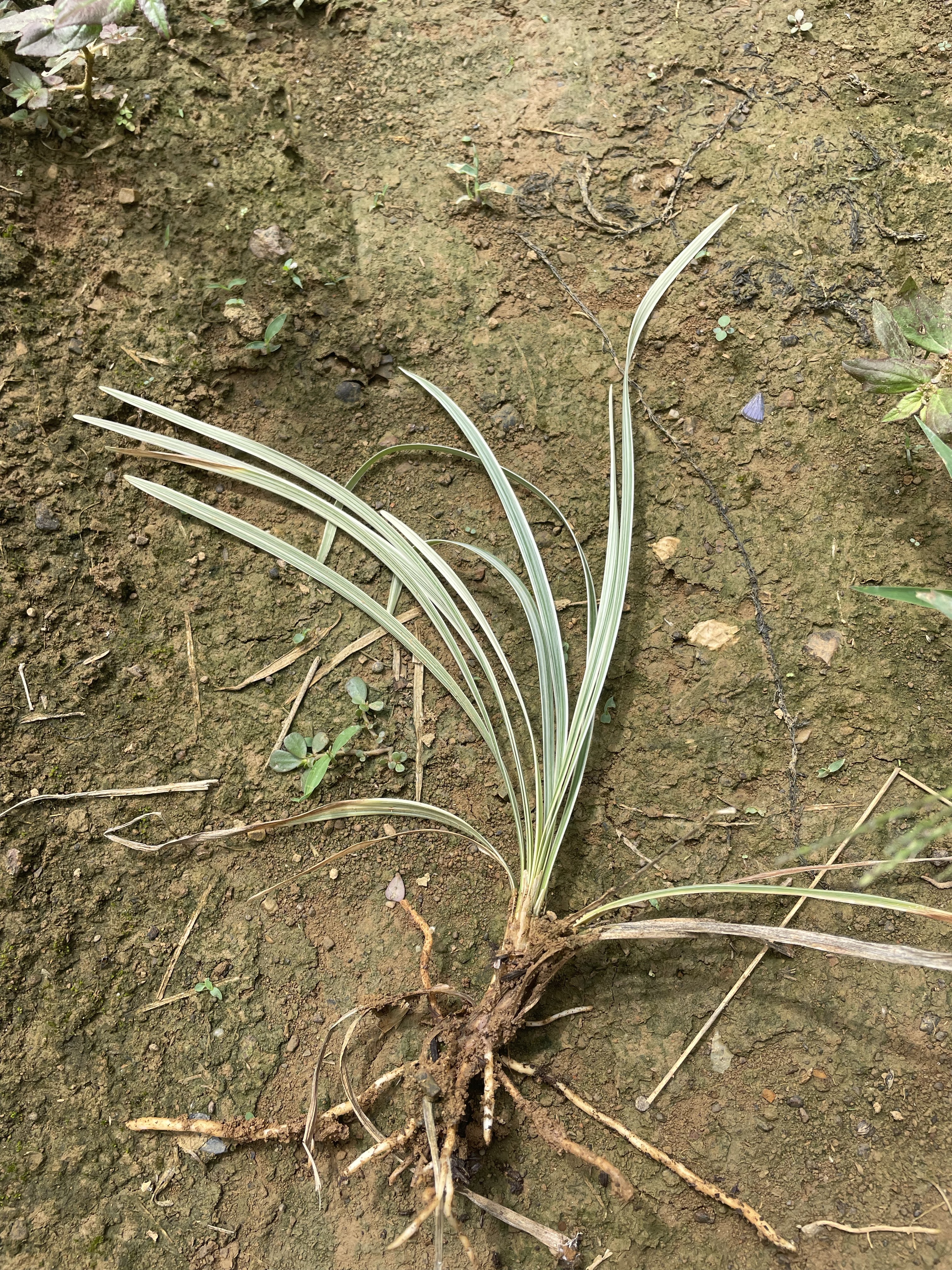 银边草