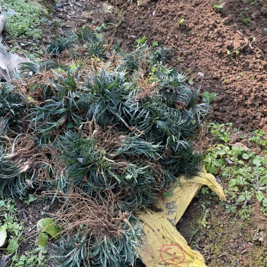 阳朔县玉龙草