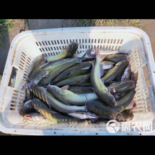 广州长期出售叉尾鱼（鮰鱼）1.5-3斤