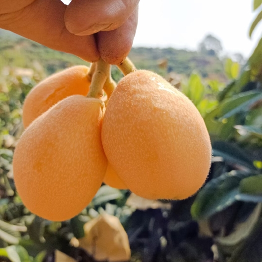 米易县新鲜枇杷
