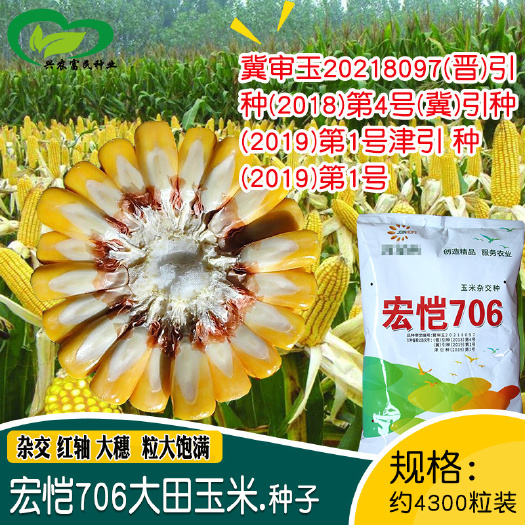 河间市国审正品杂交玉米种子红轴大穗耐高温抗倒伏饲料大棒玉米种子