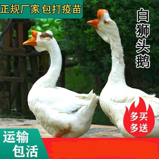 沭阳县四季雪鹅