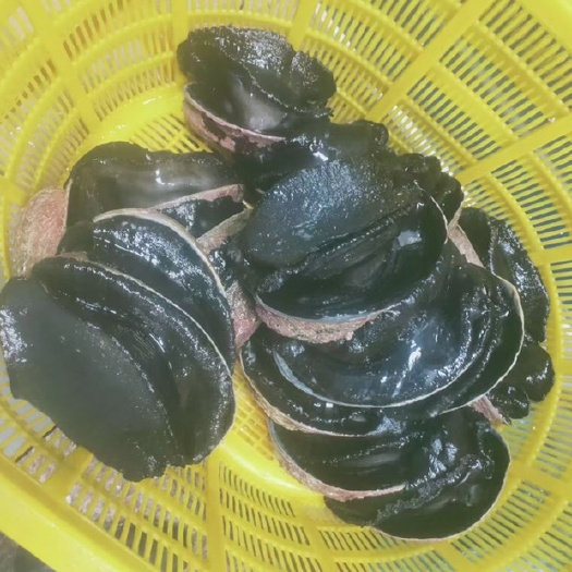 黑金鲍鱼