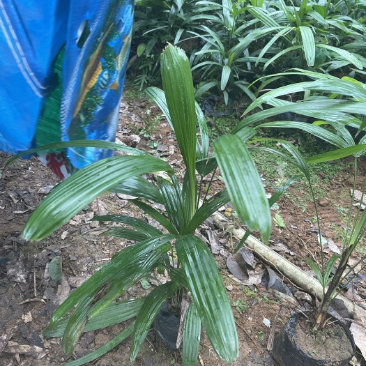 阳朔县棕竹