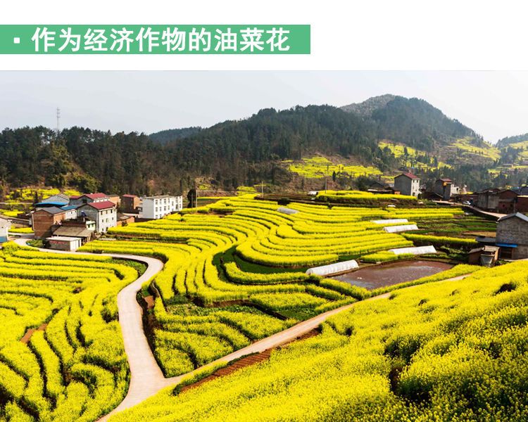 油菜花种子观赏油菜花榨油食用油菜籽油杂交量高耐寒新采油菜种子