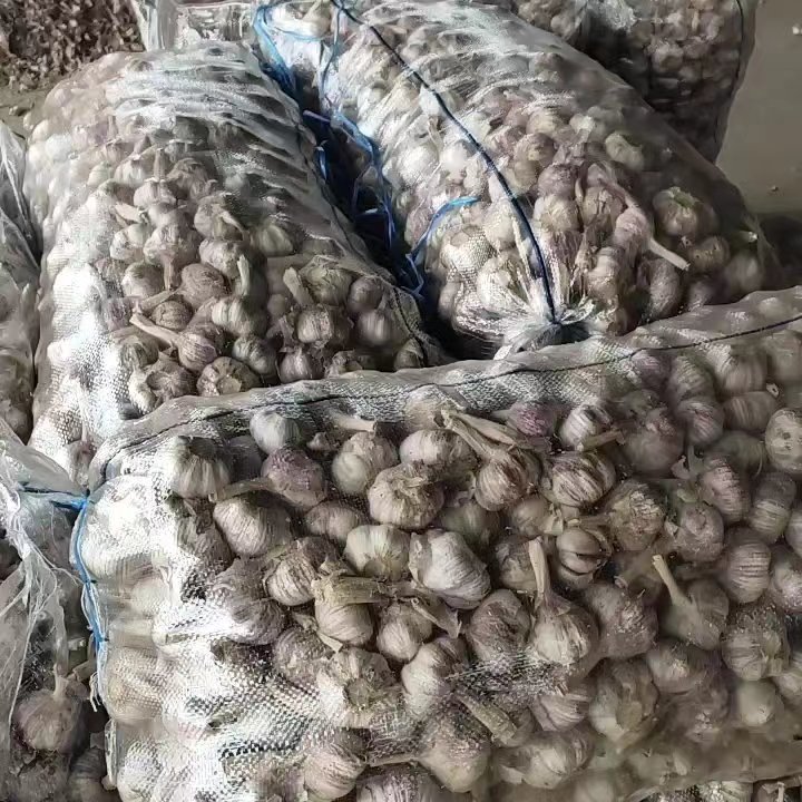 精品大蒜 紫皮大蒜  电商直供  代发全国市场  产地直发