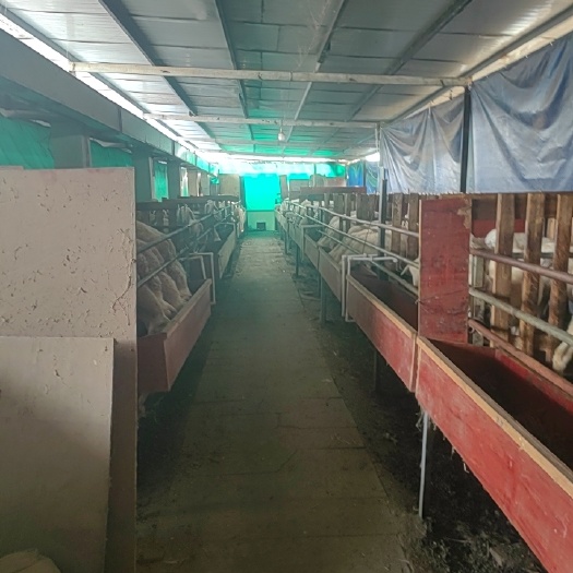 常熟市纯人工养殖