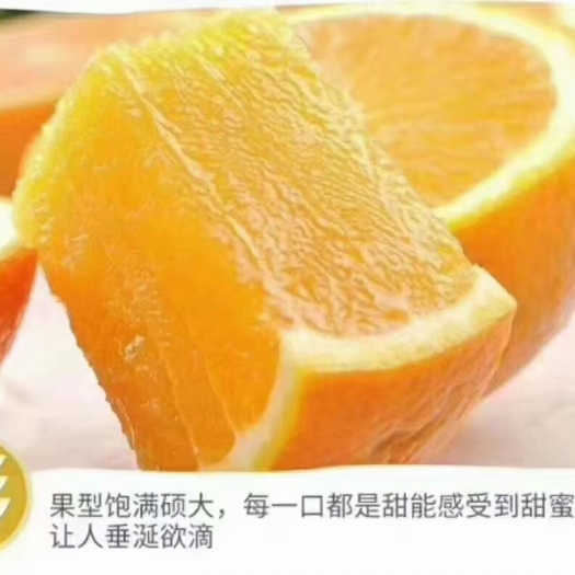古蔺县纽荷尔脐橙，大量有货