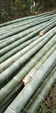 楠竹