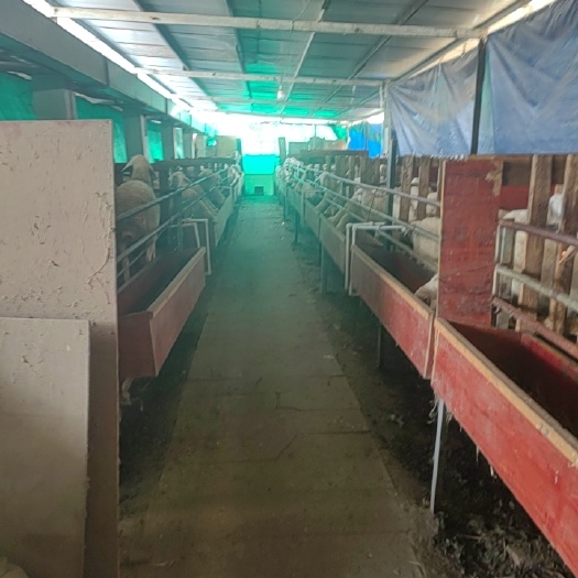 常熟市人工养殖，活羊现杀