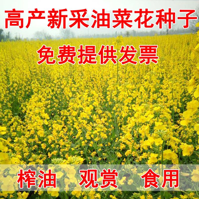 油菜花种子观赏油菜花榨油食用油菜籽油杂交量高耐寒新采油菜种子