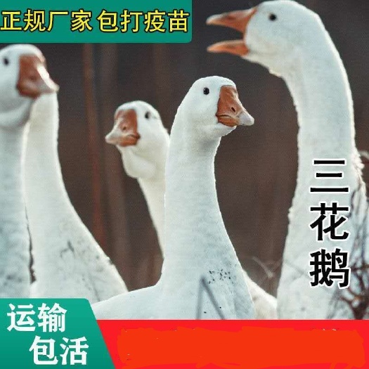 沭阳县三花鹅