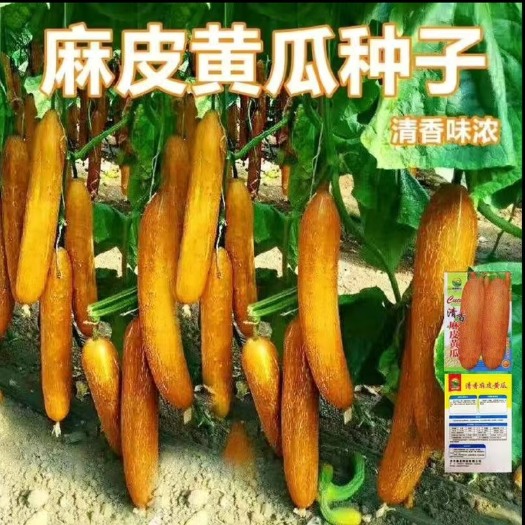 长沙麻皮老黄瓜种籽东北老黄瓜种子瓜果蔬菜粗壮麻纹果实可煲汤炝拌菜