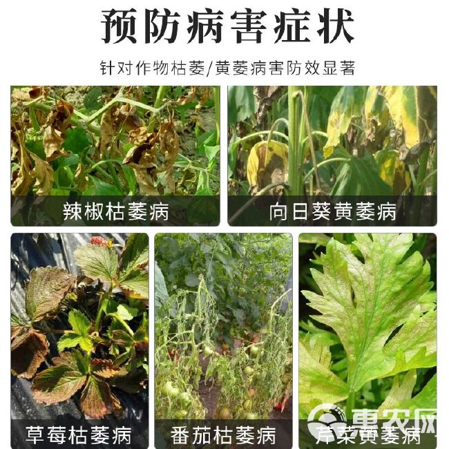 青枯病黄萎病专用枯黄立刻杀菌剂微生物菌剂草莓黄瓜辣椒番茄棉花