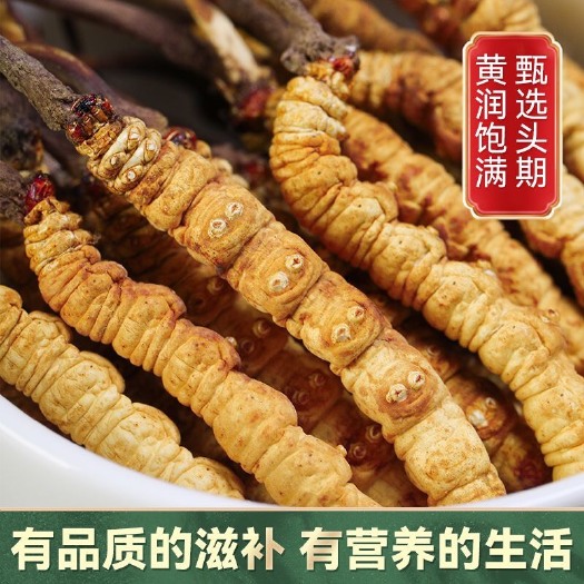 比如县【精品】西藏那曲冬虫夏草新鲜头期虫草干货高档礼盒装