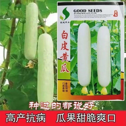 老品种白皮黄瓜种子生吃特大黄瓜四季阳台盆栽农田菜园蔬菜种