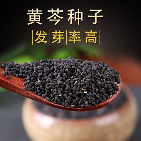 绛县黄芩种子，新鲜黄芩种子，林地套种种苗四季散装大货全程指导