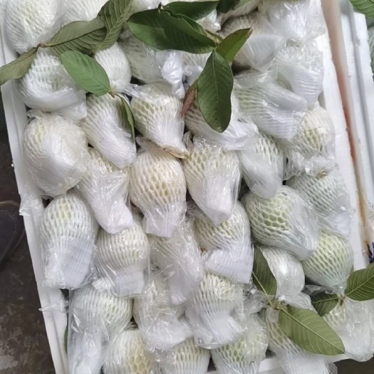 廉江市四季香芭乐，软糯￼香甜