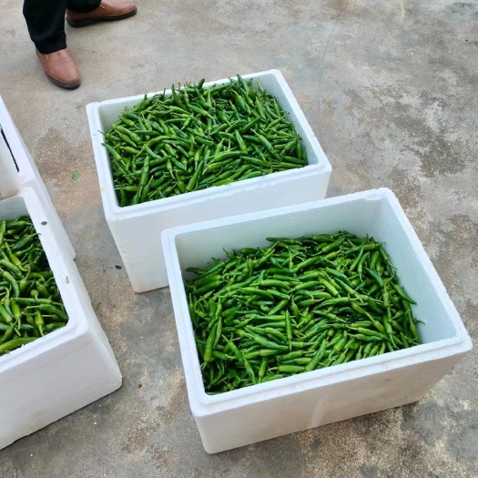 钦州湖南特色生态港椒