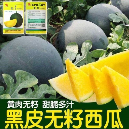 长沙黑皮无籽西瓜种子大西瓜水果新鲜黄肉西瓜一年四季超甜黄心西瓜种