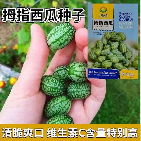 长沙拇指西瓜种孖营养小西瓜脆甜多汁迷四季阳台盆栽蔬菜水果种孖