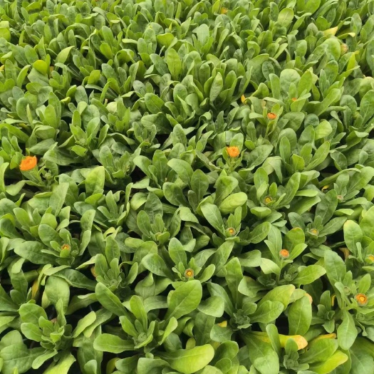 金盏菊