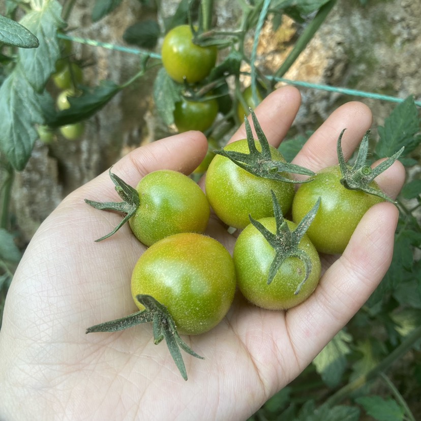 高糖綠色小番茄