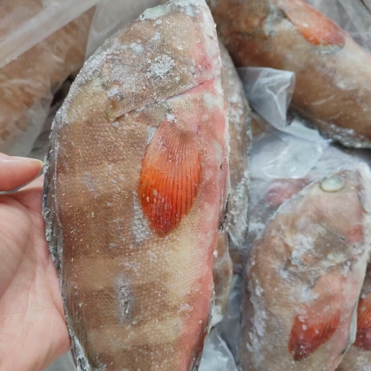 北海石斑鱼 红石斑300/500规格20斤装