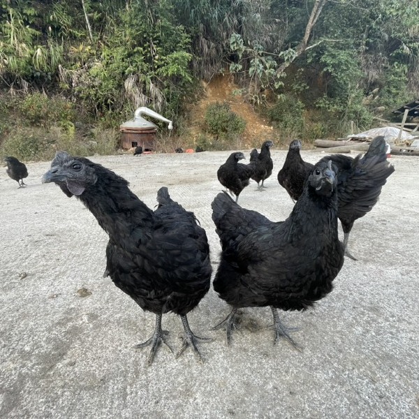 广西百色瑶族农家土鸡，乌鸡，五谷杂粮喂食，散养山林，肉质鲜美