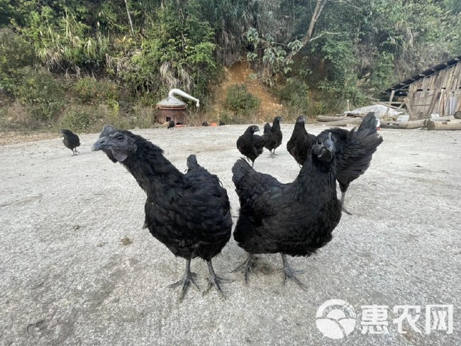 广西百色瑶族农家土鸡，乌鸡，五谷杂粮喂食，散养山林，肉质鲜美