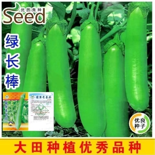 长沙翡翠青长茄种子绿长茄种青线茄子种籽春秋季四季室内盆栽蔬菜种籽