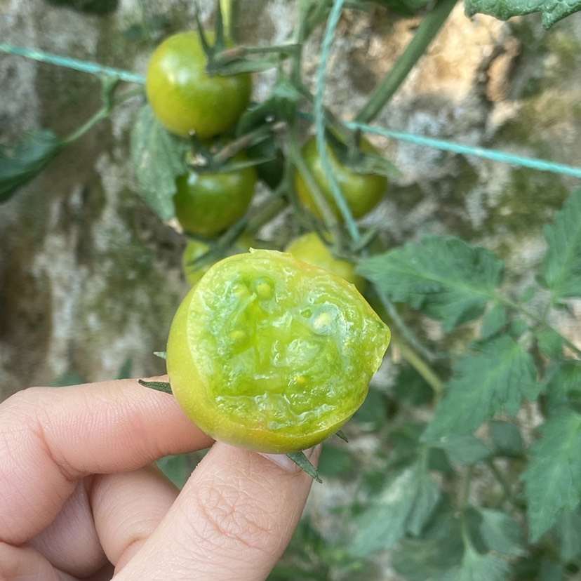 高糖綠色小番茄