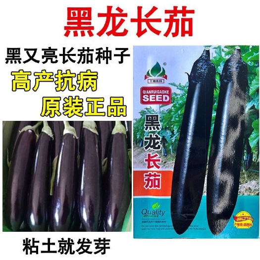 长沙茄子种子四季播种紫红长茄种籽茄王蔬菜种紫色皮茄子阳台盆栽