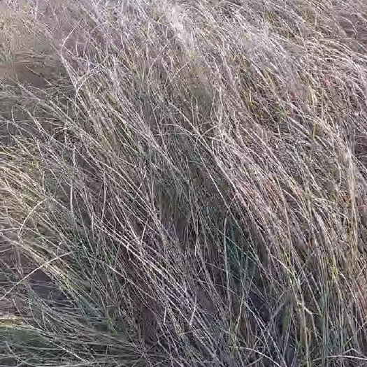 南昌县鄱阳湖湖草，一手价，地头打包发货