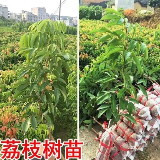 灵山县荔枝树苗嫁接苗桂味荔枝无核荔枝妃子笑荔枝鸡嘴荔笑早熟南方荔枝