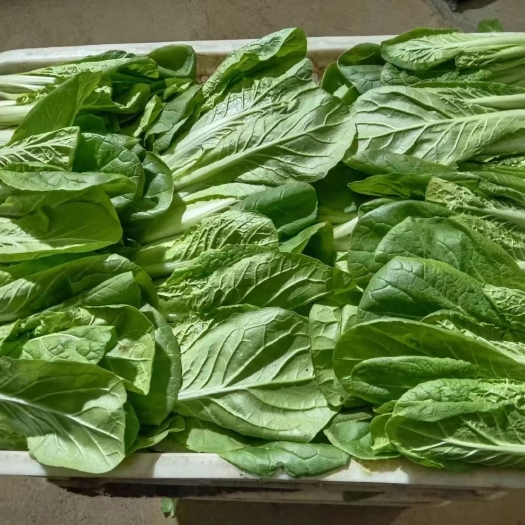 北京小油菜