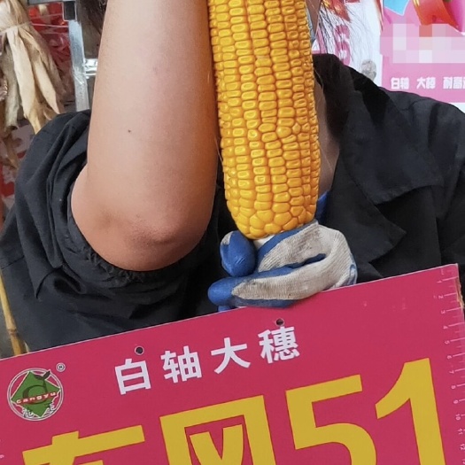 高碑店市东风51，抗锈病，抗褐斑，抗高温高湿，细轴大棒