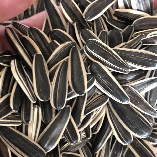 葵花籽同辉18色选中料