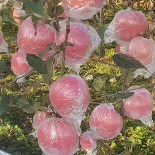 丑苹果