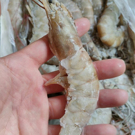 1.8公斤厄瓜多尔南美白对虾 盐冻水冻大对虾长期供应