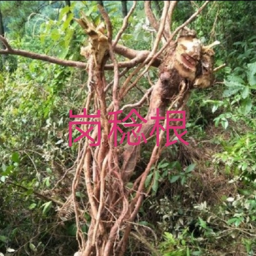 上林县现货天然山稔老根现采现发，7元/斤，30斤起包邮